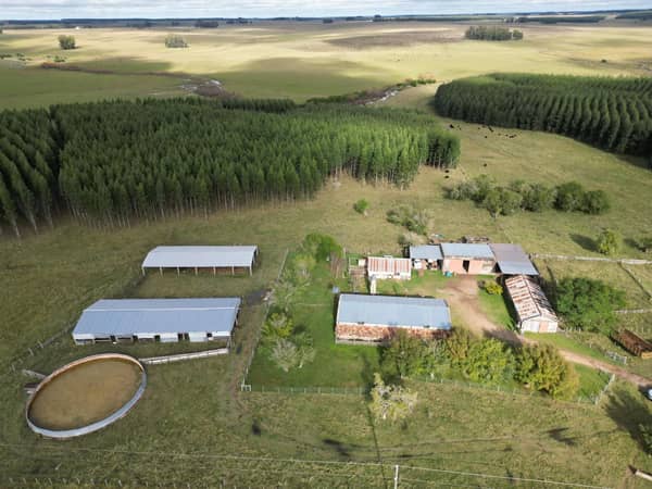 160 has hectáreas. Ganadero Forestal en Durazno Uruguay